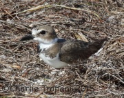 0J6A1887Wilson's_Plover