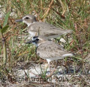 0J6A1894Wilson's_Plovers