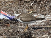 0J6A1902Semipalmated_Plover