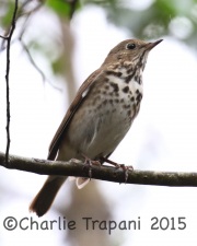 0J6A2018Hermit_Thrush