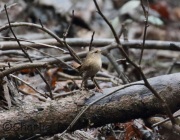 0J6A2052Winter_Wren