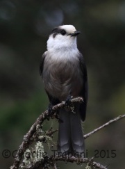 0J6A9474Gray_Jay