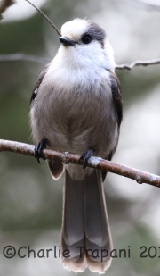 0J6A9498Gray_Jay