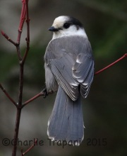 0J6A9518Gray_Jay