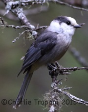 0J6A9536Gray_Jay