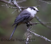0J6A9538Gray_jay