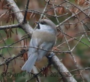 0J6A9557Boreal_Chickadee