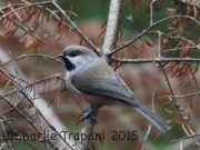 0J6A9587Boreal_Chickadee