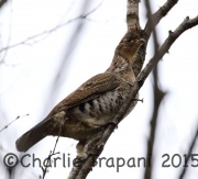 0J6A9636Ruffed_Grouse