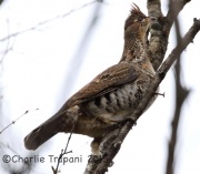 0J6A9638Ruffed_Grouse