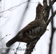 0J6A9639Ruffed_Grouse