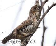 0J6A9645Ruffed_Grouse