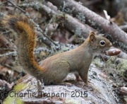 0J6A9685Red_Squirrel