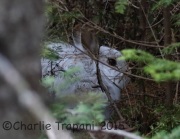 0J6A9712Snowshoe_Hare