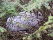 0J6A9717Snow-shoe_Hare