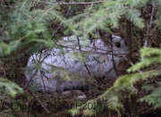 0J6A9721Snowshoehare