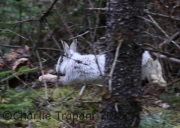 0J6A9736Snowshoe_Hare