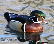 0J6A9787Wood_Duck