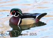 0J6A9795Wood_Duck