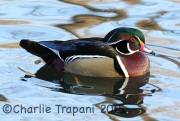 0J6A9798Wood_Duck