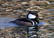 0J6A9857Hooded_Merganser