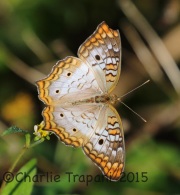 0J6A9876White_Peacock