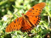 0J6A9880Gulf_Fritillary