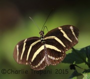 0J6A9890Zebra_Heliconian