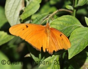 0J6A9896Julia_heliconian