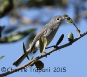 0J6A9901Blue-gray_Gnatcatcher