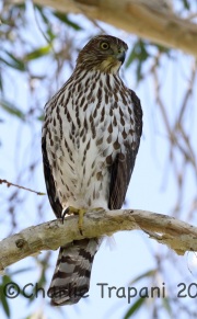 0J6A9926Cooper_Hawk
