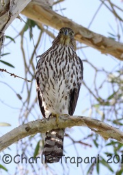 0J6A9928Cooper_Hawk