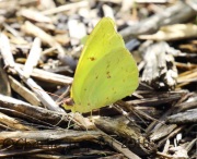 0J6A9959Cloudless_Sulphur