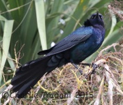 0J6A9974Boat-Tailed_Grackle