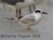 6S3A0425Forster's_Tern