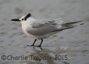 6S3A0429Sandwich_Tern
