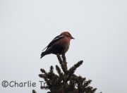6S3A6372Male_White-Winged_Crossbill