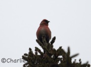 6S3A6391Male_White-Winged_Crossbill