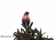 6S3A6391White-Winged_Crossbill