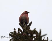 6S3A6397Male_White-Winged_Crossbill