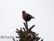 6S3A6420White-Winged_Crossbill