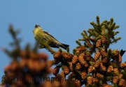 6S3A6452Female_White-Winged_Crossbill