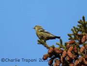 6S3A6458Female_White-Winged_Crossbill