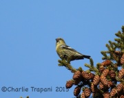 6S3A6461Female_White-Winged_Crossbill