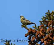 6S3A6464Female_White-Winged_Crossbill