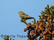 6S3A6465Female_White-Winged_Crossbill