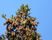 6S3A6468Female_White-Winged_Crossbill
