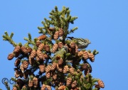 6S3A6472White-Winged_Crossbill