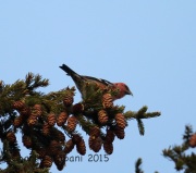 6S3A6480Male_White-Winged_Crossbill