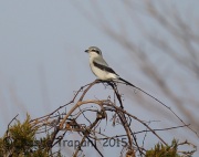 6S3A6717Northern_Shrike